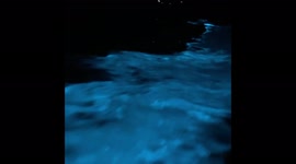 Japan: Sea Fireflies Glow In Stunning Neon Luminescence 2
