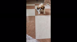 Protective puppy barks to warn owner of 'danger' posed by new purchase