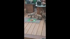Adorable baby foxes eat food together right in front of kitchen window