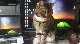 Purr-sonal assistant! Cute cat leaps on owner's desk while he works
