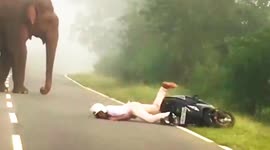 Man crashes off scooter during close encounter with elephant on Sri Lanka road