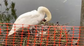 Britain's 'unluckiest swan' hatches after wildlife enthusiast builds makeshift raft to save eggs