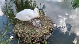 Britain's 'unluckiest swan' hatches after wildlife enthusiast builds makeshift raft to save eggs