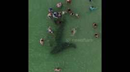 Crowds of Florida beach-goers filmed harassing protected manateees
