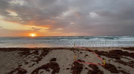Wind-driven Surf and Erosion Threaten South Florida Sea Turtle Nests