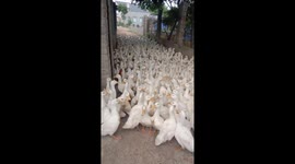 Vietnamese woman in a flap when hundreds of ducks enter her home by mistake