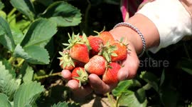 Indian farmers bring in fresh harvest of strawberries despite COVID market restrictions