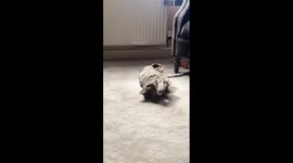 Cat yoga/ Watch to the end/ enjoying a cat treat/ bendy Bengal/ How does the cat get into that position