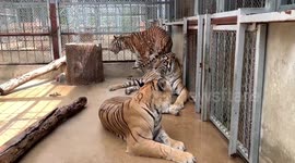 Safari park animals cool off as temperatures reach 40C in Thailand
