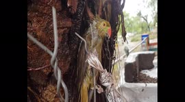 Hundreds of injured parrots rescued by police and and bird lovers after Cyclone Tauktae