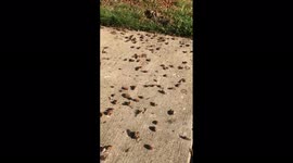 US: Ground Covered With Brood X Across Maryland