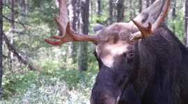 Curious moose wanders up to camera tripod and gives it a sniff