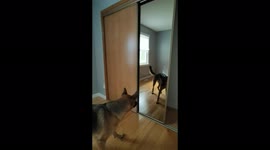 Pet owners in hysterics as German shepherd is startled by her mirror reflection