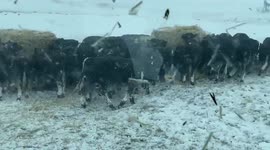 Unseasonal snow slams Montana