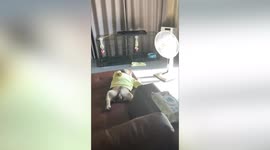 French bulldog sleeps with funny expression on face