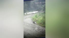 Clever geese play dead to escape dog attack in east China