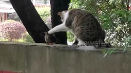 Cat spotted patting and kissing bird friend