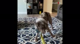 ''You Spin Me Right 'Round, Baby!' Cute Australian Shepherd Loves his Tornadoes'
