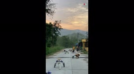 Pack of very excited wheelchair rescue dogs head off on morning walk