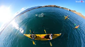 'Kayakers Greeted by a Playful Pod of Dolphins in Kaikoura, New Zealand
'