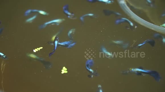 Vietnamese farmers use fields to raise thousands of the world's most popular aquarium fish species