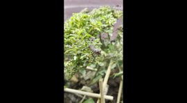 'Baby Panther Chameleon is Eager to Say, 'Hello!' to Owner'