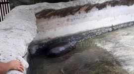 Endangered baby hippo born at zoo in northern Thailand