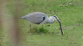 This video of a grey heron swallowing an eel whole has over 1m views on YouTube