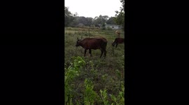 INDIAN COW GRAZING IN FIELD / BEAUTIFUL COW GRAZING IN GREEN FILED