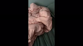 Snoozing puppy won’t get out of humans bed