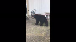 Black bear 'poses for camera' as it wanders through California yard