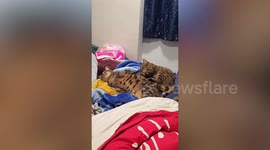 Pet cat gives friend a back massage on the bed