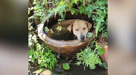 Dog relaxes in pot filled with water to cool down on hot afternoon in Thailand