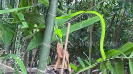 Oriental whip snake swallows lizard inside national park in Singapore