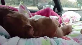Tired pet dog sleeps comfortably on passenger’s seat during car journey