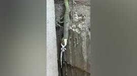 Flying snake swallows tokay gecko while hanging on wall