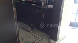 Beagle puppy home Video