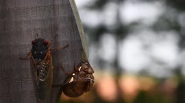 Brood X cicada on a suburban Virginia fence walks off camera at sunrise.