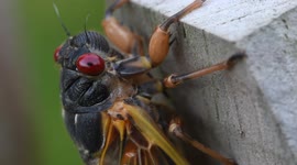Closeup of an adult Brood X cicada on a suburban fence in Virginia