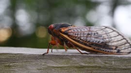 Brood X cicada on a suburban fence in Virginia walks off camera.