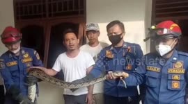 Indonesian fire department evacuates six meter long python from resident's ceiling