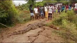 Frightened villagers spot giant 8-foot-long crocodile in southern India