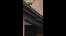 Free gutter cleaning service by the local Blackbird, just don't expect them to sweep up after