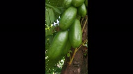 Beautiful looking fruit