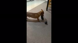 Sausage dog plays hockey with his dads thong!