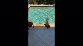Sausage dog absolutely loves jumping into his pool!