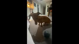 @kingthesnagg the dachshund demands that his ball be thrown! Talking to his dad on camera!
