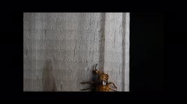 A Brood X cicada nymph climbs a fence in slow motion in a northern Virginia suburb.