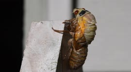 Adult Brood X cicada emerges from its shell on a suburban Virginia fence