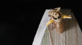 Adult Brood X cicada emerges from its shell on a suburban Virginia fence